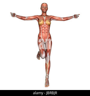 3D digital render of an exercising female anatomy figure with muscles map isolated on white background Stock Photo