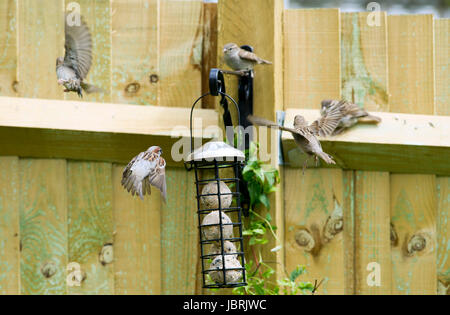 Brighton, UK. 12th June, 2017. A flock of House Sparrows feeding from a bird feeder in Brighton today during bright and breezy weather. House Sparrows have been in steady decline throughout the UK over recent years for many reasons one being the increase in predation by domestic cats Credit: Simon Dack/Alamy Live News Stock Photo