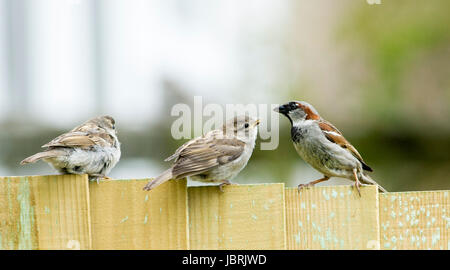 Brighton, UK. 12th June, 2017. An adult House Sparrow feeds its young on a garden fence in Brighton today during bright and breezy weather. House Sparrows have been in steady decline throughout the UK over recent years for many reasons one being the increase in predation by domestic cats Credit: Simon Dack/Alamy Live News Stock Photo