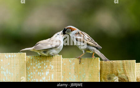 Brighton, UK. 12th June, 2017. An adult House Sparrow feeds its young on a garden fence in Brighton today during bright and breezy weather. House Sparrows have been in steady decline throughout the UK over recent years for many reasons one being the increase in predation by domestic cats Credit: Simon Dack/Alamy Live News Stock Photo
