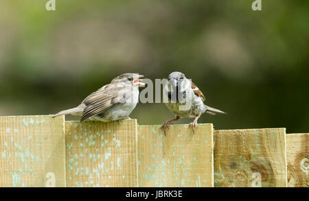 Brighton, UK. 12th June, 2017. An adult House Sparrow feeds its young on a garden fence in Brighton today during bright and breezy weather . House Sparrows have been in steady decline throughout the UK over recent years for many reasons one being the increase in predation by domestic cats Credit: Simon Dack/Alamy Live News Stock Photo