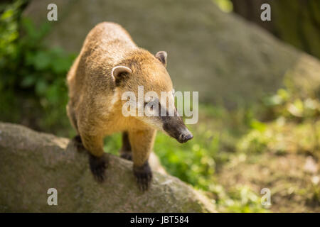 White-nosed Coati (Nasua narica) aka Pizote or Antoon. Diurnal, omnivore mammal Stock Photo