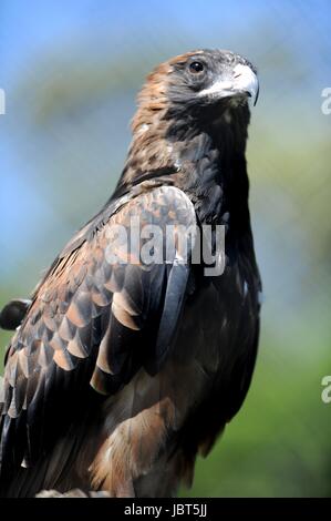 A close up shot of a Australian Wedge Tailed Eagle Stock Photo