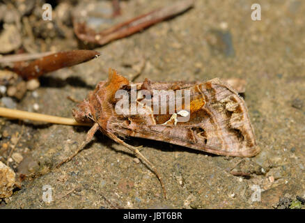 Beautiful Golden Y Moth - Autographa pulchrina Stock Photo