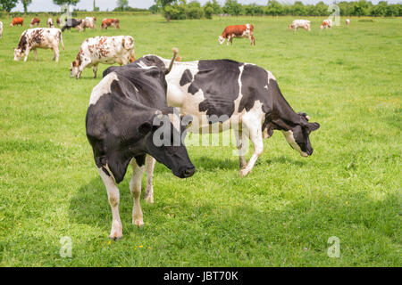 Norman black and white cows grazing on grassy green field with trees on a bright sunny day in Normandy, France. Summer countryside landscape and pastu Stock Photo