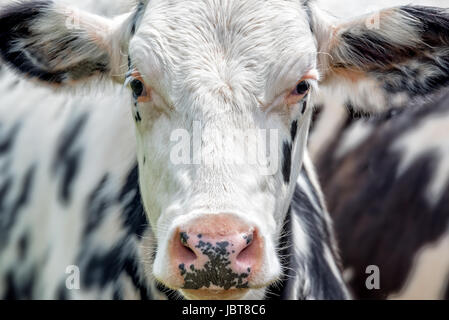 Close up portrait of a black and white cow facing the camera Stock Photo