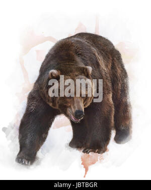 Watercolor Digital Painting Of  Grizzly Bear Stock Photo