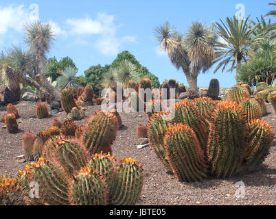 cactus garden in Fuerteventura Stock Photo