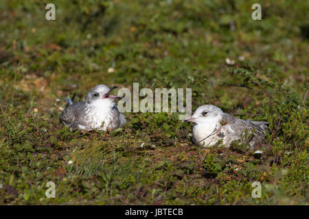 junge Sturmmöwen in Tundra, Larus canus / young Common Gulls in tundra, Larus canus Stock Photo