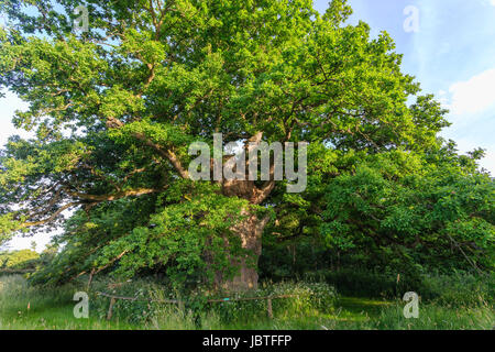 France, Orne (61), Pervenchère, chêne de la Lambonnière, arbre remarquable // France, Orne, Pervenchere, oak of the Lambonniere Stock Photo