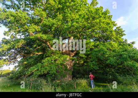 France, Orne (61), Pervenchère, chêne de la Lambonnière, arbre remarquable // France, Orne, Pervenchere, oak of the Lambonniere Stock Photo