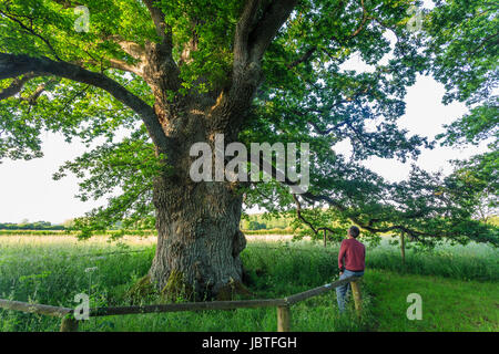 France, Orne (61), Pervenchère, chêne de la Lambonnière, arbre remarquable // France, Orne, Pervenchere, oak of the Lambonniere Stock Photo