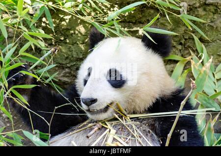 A cute adorable lazy baby giant Panda bear eating bamboo. The Ailuropoda melanoleuca is distinct by the large black patches around its eyes, over the ears, and across its round body. Stock Photo