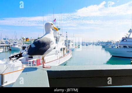 The Shelter island Marina in Point Loma, San Diego, Southern California, United States of America. A view of a seagull and some yachts docked on the harbor. Stock Photo