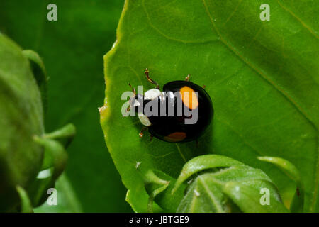 nierenfleckiger ball ladybug - chilocorus renipustulatus Stock Photo