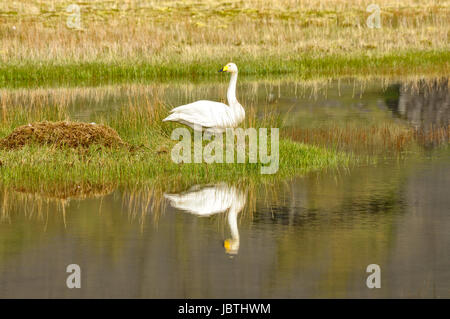 The Whooper Swan (Cygnus), a large Northern Hemisphere swan. Stock Photo