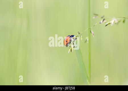 Seven-spot ladybird (Coccinella septempunctata) on grass leaf extreme macro. Horizontal low angle view Stock Photo