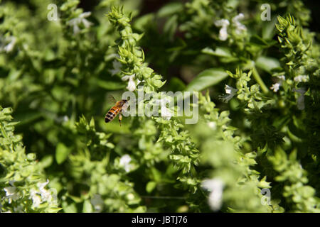 Macro (close up) of bee flying around white basil flowers taken with a high shutter speed Stock Photo