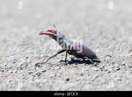Stag beetle (Lucanus cervus) macro side portrait. Horizontal crop with central composition of the creature Stock Photo