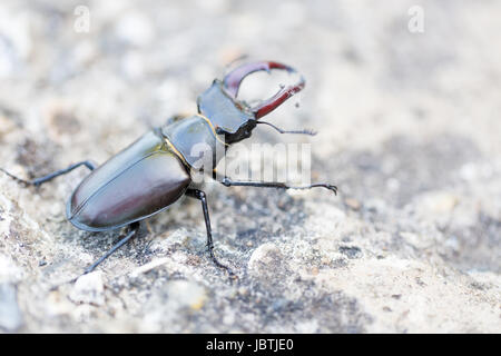 Stag beetle (Lucanus cervus) macro side portrait. Horizontal crop with central composition of the creature Stock Photo
