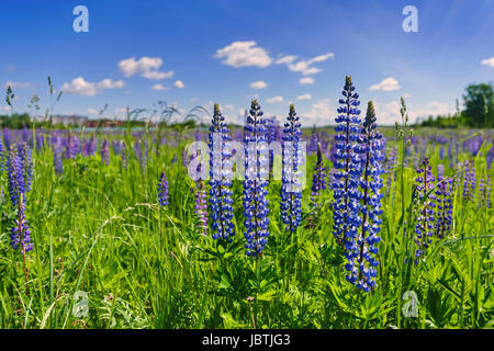 Beautiful violet lupines in a bright green grass against the background of the blue sky with white clouds in sunny day Stock Photo