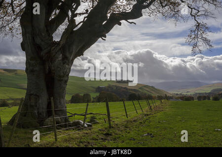 Country near Barony Castle, Eddleston, Scottish Borders Stock Photo