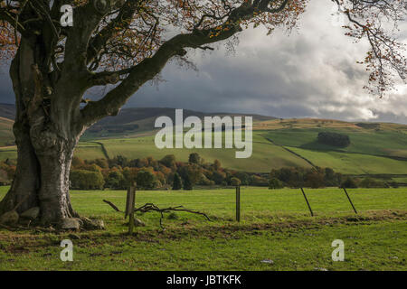 Country near Barony Castle, Eddleston, Scottish Borders: sunshine but threatening clouds Stock Photo