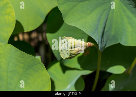 Schöne Seerosenblüte Wasserlilie in einem Seerosenteich als Nahaufnahme Stock Photo