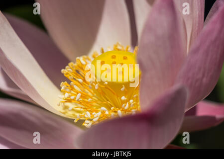 Schöne Seerosenblüte Wasserlilie in einem Seerosenteich als Nahaufnahme Stock Photo