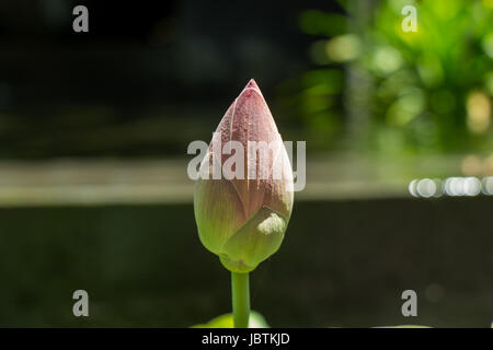 Schöne Seerosenblüte Wasserlilie in einem Seerosenteich als Nahaufnahme Stock Photo