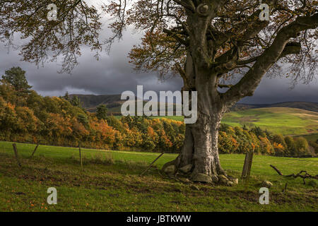 Country near Barony Castle, Eddleston, Scottish Borders Stock Photo