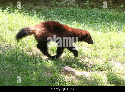 North American / Eurasian Wolverine (Gulo Gulo). Stock Photo