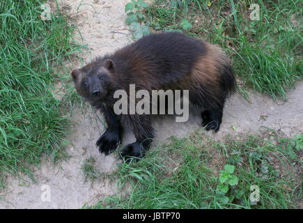 North American / Eurasian Wolverine (Gulo Gulo). Stock Photo