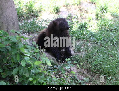 North American / Eurasian Wolverine (Gulo Gulo). Stock Photo