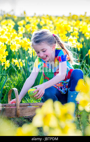 Happy little girl is doing an easter egg hunt in a field of daffodils. She is smiling as she places some eggs she has found in to a wicker basket. Stock Photo