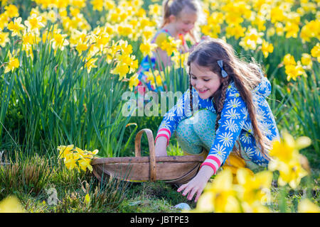 Little girl is in a daffodil field looking for easter eggs in an easter egg hunt. She has a basket and is picking up some eggs she has found. Stock Photo