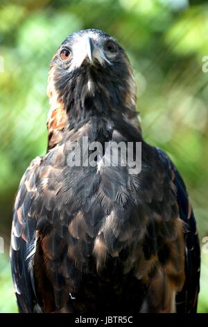 A close up shot of a Australian Wedge Tailed Eagle Stock Photo