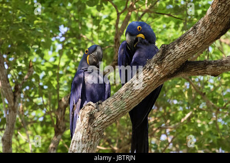 Pair of Hyacinth macaws perching together on a branch, Pantanal, Brazil Stock Photo