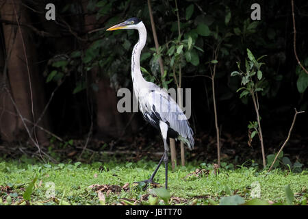 White necked heron standing in the grass, Pantanal, Brazil Stock Photo