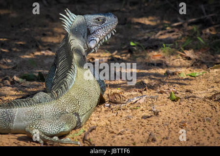 Green Iguana resting in the half shadow on the ground, Pantanal, brazil Stock Photo