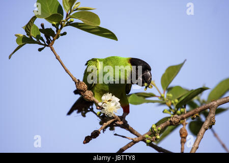 Black hooded parakeet fedding on a branch, Pantanal Brazil Stock Photo