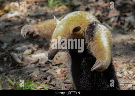 Southern tamandua on the ground in defensive attitude, Pantanal, Brazil Stock Photo