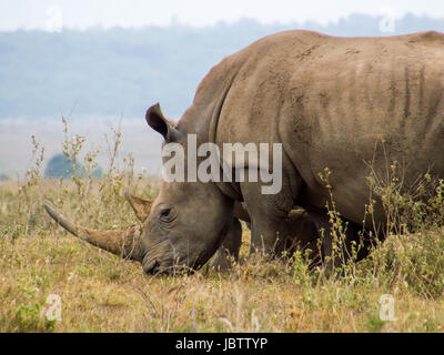 Rhinoceros Grazing in Nairobi National Park Stock Photo