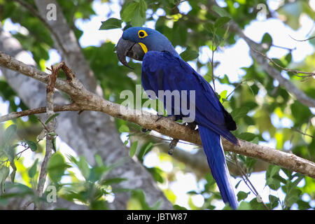 Hyacinth macaw sitting on a branch, Pantanal, Brazil Stock Photo