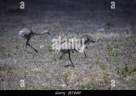 Group of Nandu babies in the savanna, Pantanal Brazil Stock Photo