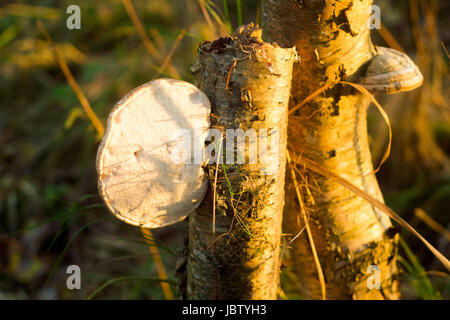 Birch polypore growing on a side of a tree at dusk Stock Photo