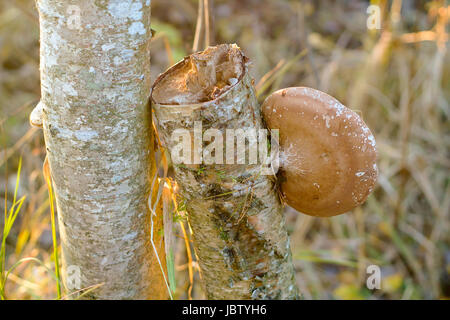 Birch polypore growing on a side of a tree at dusk Stock Photo