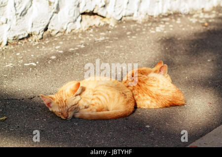 Two ginger kittens sleeping next to each other in the street Stock Photo