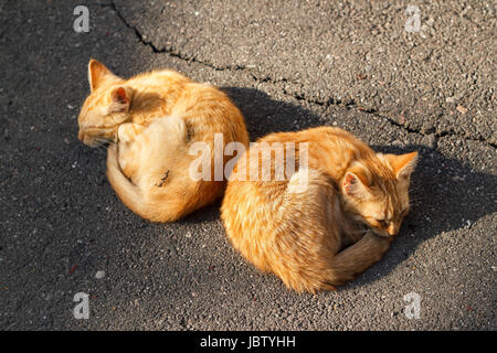 Two ginger kittens sleeping next to each other in the street