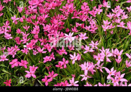 Rhodohypoxis mixed flowers Rhodohypoxis cultvars pink Rhodohypoxis milloides Clared red spring starflowers flowers Stock Photo